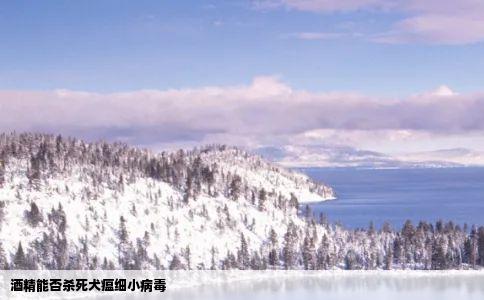 酒精能否杀死犬瘟细小病毒