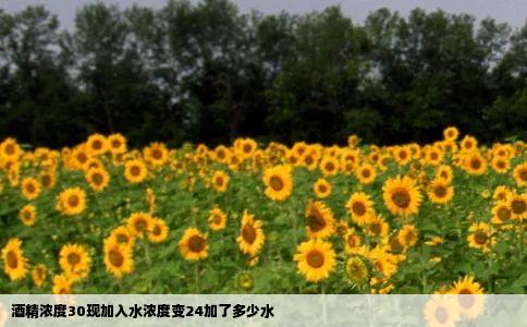 酒精浓度30现加入水浓度变24加了多少水