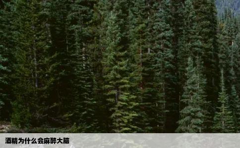酒精为什么会麻醉大脑
