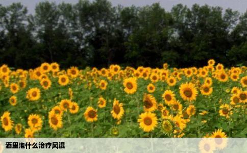 酒里泡什么治疗风湿