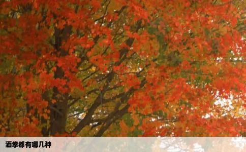 酒拳都有哪几种