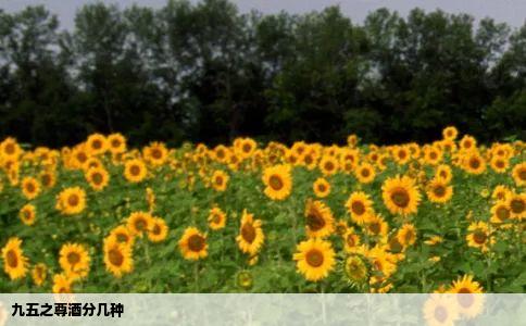 九五之尊酒分几种