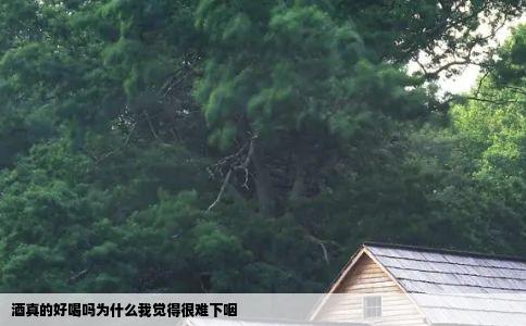 酒真的好喝吗为什么我觉得很难下咽