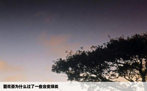 菊花茶为什么过了一夜会变绿类