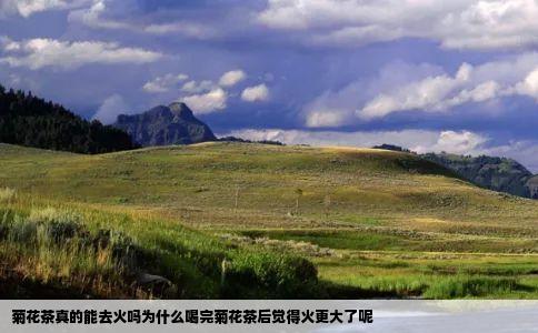 菊花茶真的能去火吗为什么喝完菊花茶后觉得火更大了呢