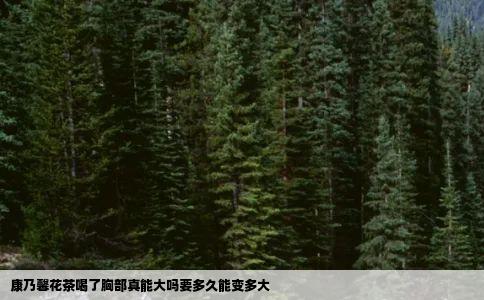 康乃馨花茶喝了胸部真能大吗要多久能变多大