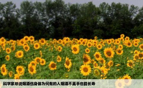 科学家总说烟酒伤身体为何有的人烟酒不离手也能长寿