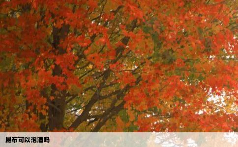 昆布可以泡酒吗