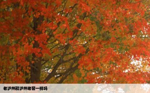老泸州和泸州老窖一样吗