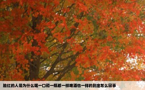 脸红的人是为什么喝一口和一瓶都一样啤酒也一样的到底怎么回事