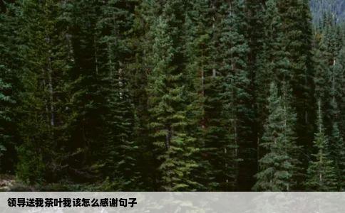 领导送我茶叶我该怎么感谢句子
