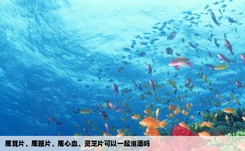 鹿茸片、鹿鞭片、鹿心血、灵芝片可以一起泡酒吗