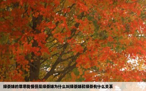 绿茶婊的意思我懂但是绿茶婊为什么叫绿茶婊和绿茶有什么关系