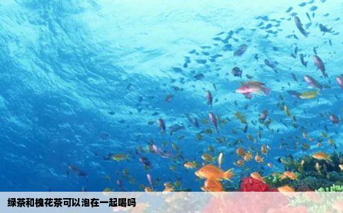 绿茶和槐花茶可以泡在一起喝吗