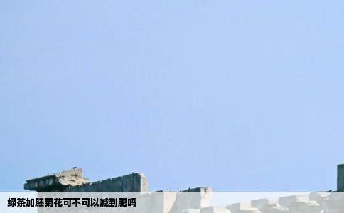 绿茶加胚菊花可不可以减到肥吗