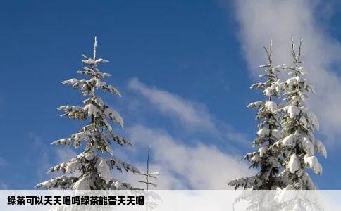 绿茶可以天天喝吗绿茶能否天天喝