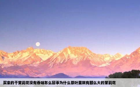 买来的干茉莉花没有香味怎么回事为什么茶叶里就有那么大的茉莉花