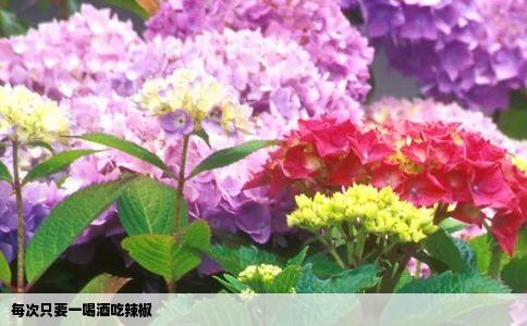 每次只要一喝酒吃辣椒