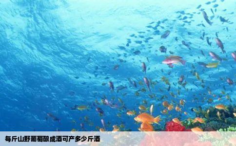 每斤山野葡萄酿成酒可产多少斤酒