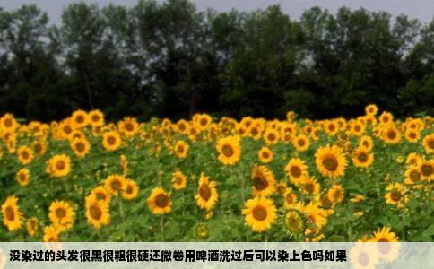 没染过的头发很黑很粗很硬还微卷用啤酒洗过后可以染上色吗如果