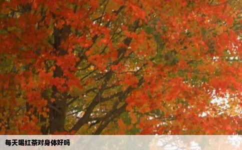 每天喝红茶对身体好吗