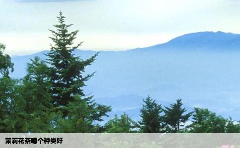 茉莉花茶哪个种类好