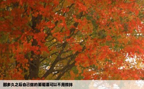 那多久之后自己做的葡萄酒可以不用搅拌