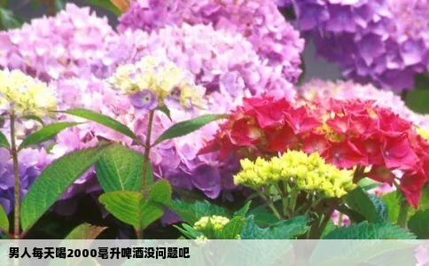 男人每天喝2000毫升啤酒没问题吧