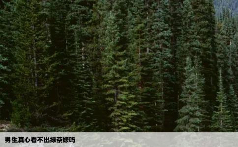 男生真心看不出绿茶婊吗