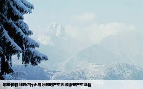 哪些植物细胞进行无氧呼吸时产生乳酸哪些产生酒精