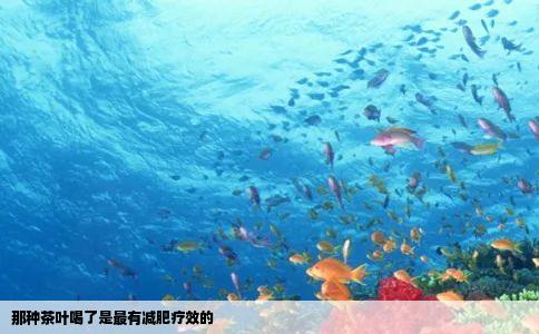 那种茶叶喝了是最有减肥疗效的