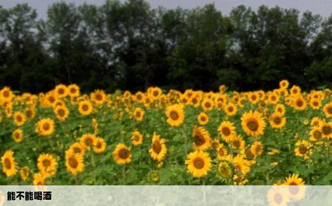 能不能喝酒