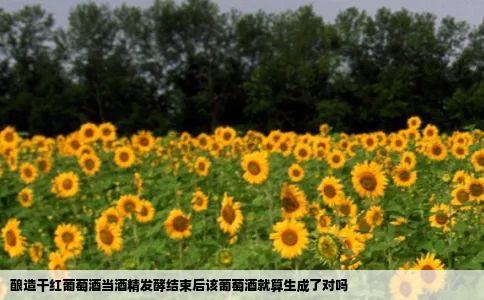 酿造干红葡萄酒当酒精发酵结束后该葡萄酒就算生成了对吗