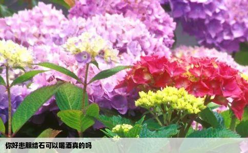 你好患胆结石可以喝酒真的吗
