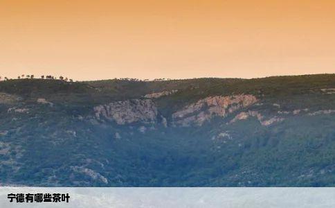 宁德有哪些茶叶