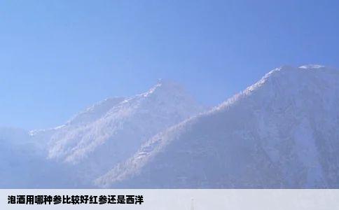 泡酒用哪种参比较好红参还是西洋