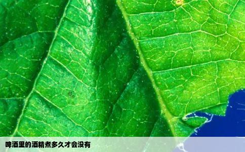 啤酒里的酒精煮多久才会没有