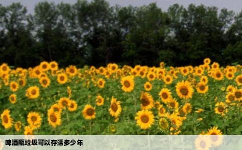 啤酒瓶垃圾可以存活多少年