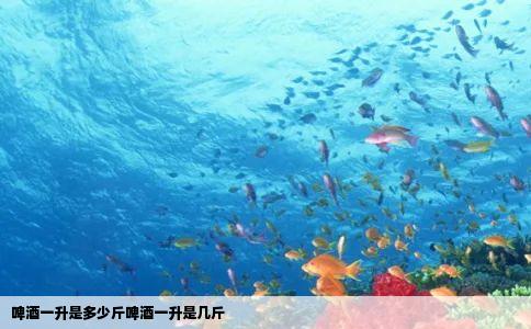 啤酒一升是多少斤啤酒一升是几斤