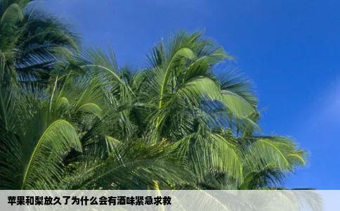 苹果和梨放久了为什么会有酒味紧急求救