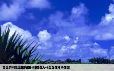 普洱茶刚泡出来的茶叶和茶色为什么沉在杯子底部