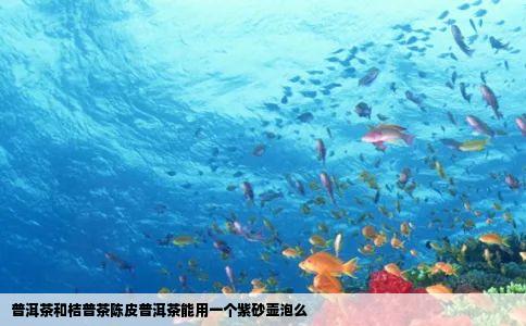 普洱茶和桔普茶陈皮普洱茶能用一个紫砂壶泡么