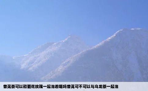 普洱茶可以和菊花玫瑰一起泡着喝吗普洱可不可以与乌龙茶一起泡