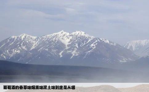 葡萄酒的香草味烟熏味泥土味到底是从哪
