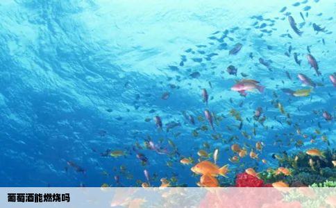 葡萄酒能燃烧吗