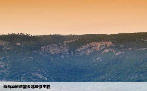 葡萄酒酿造需要哪些微生物