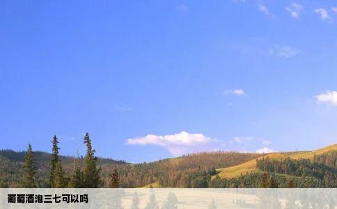 葡萄酒泡三七可以吗