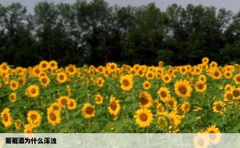 葡萄酒为什么浑浊