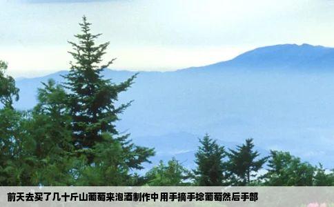 前天去买了几十斤山葡萄来泡酒制作中用手摘手捻葡萄然后手部