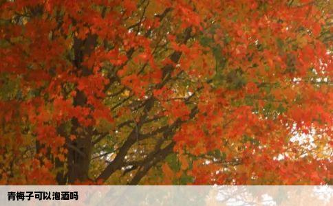 青梅子可以泡酒吗